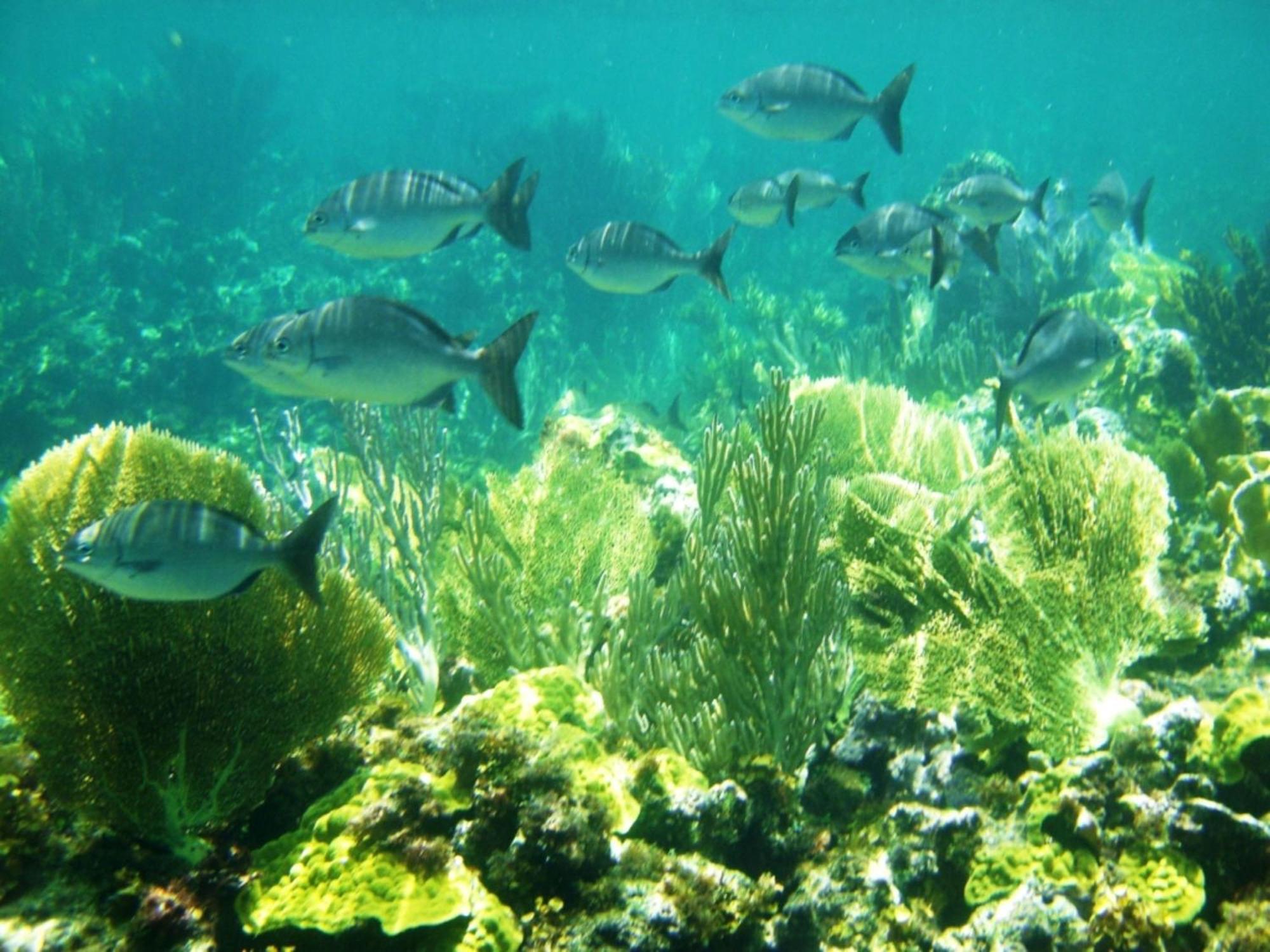 Tourmaline Home Governor's Harbour Dış mekan fotoğraf